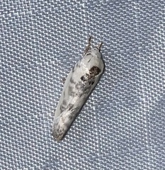Antaeotricha