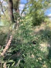 Artemisia annua