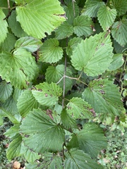 Viburnum dentatum