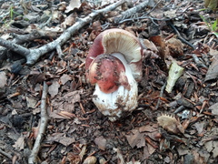 Russula romellii