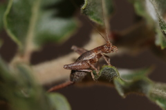 Arachnocephalus vestitus