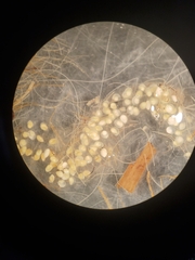 Physa