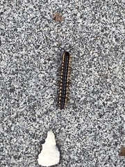 Asiomorpha coarctata
