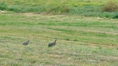 Numida meleagris coronatus