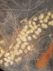Physa
