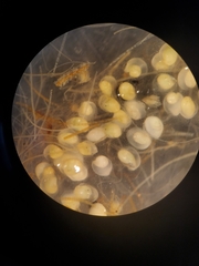 Physa