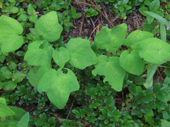 Vancouveria hexandra