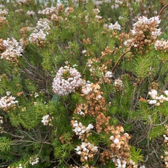 Erica vagans