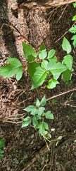 Toxicodendron radicans