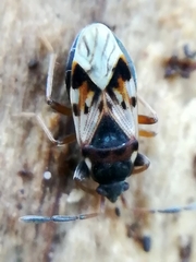 Scolopostethus thomsoni