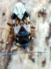 Scolopostethus thomsoni