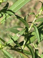 Hentzia