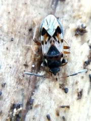 Scolopostethus thomsoni