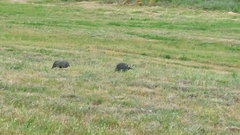 Numida meleagris coronatus