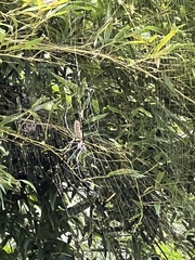 Nephila pilipes