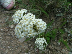 Lepturobosca chrysocoma