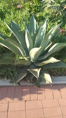 Agave
