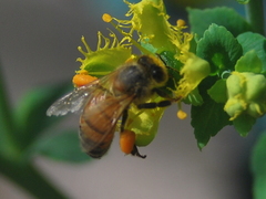 Apis mellifera