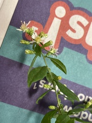 Symphyotrichum urophyllum