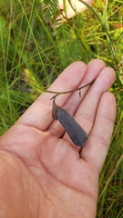Crotalaria purshii