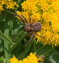 Thomisidae