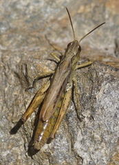 Chorthippus apricarius