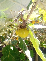 Solanum marginatum