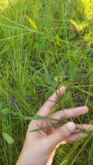Crotalaria purshii