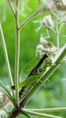 Melanoplus gracilis