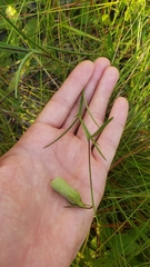 Crotalaria purshii