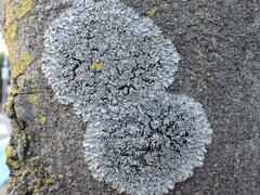 Phaeophyscia spinellosa