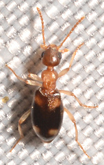 Stricticomus tobias