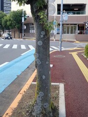 Phaeophyscia spinellosa