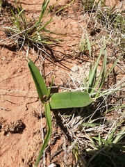 Albuca setosa