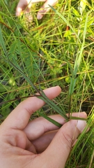 Crotalaria purshii