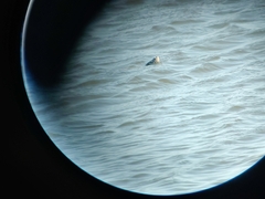 Malaclemys terrapin terrapin