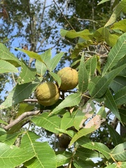 Carya tomentosa