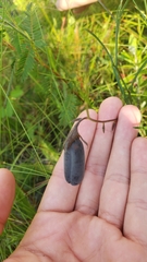 Crotalaria purshii