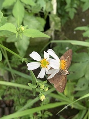 Seseria formosana