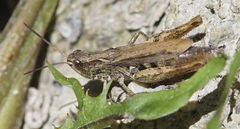 Chorthippus apricarius