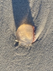 Polyorchis penicillatus