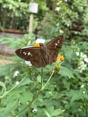 Seseria formosana