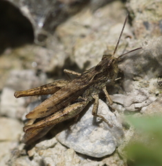 Chorthippus apricarius