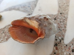 Stramonita haemastoma