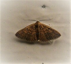 Cerynea punctilinealis