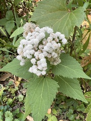 Ageratina altissima
