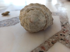 Stramonita haemastoma