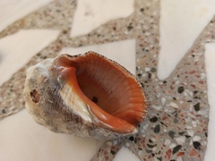 Stramonita haemastoma