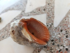 Stramonita haemastoma