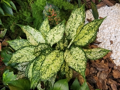Dieffenbachia seguine